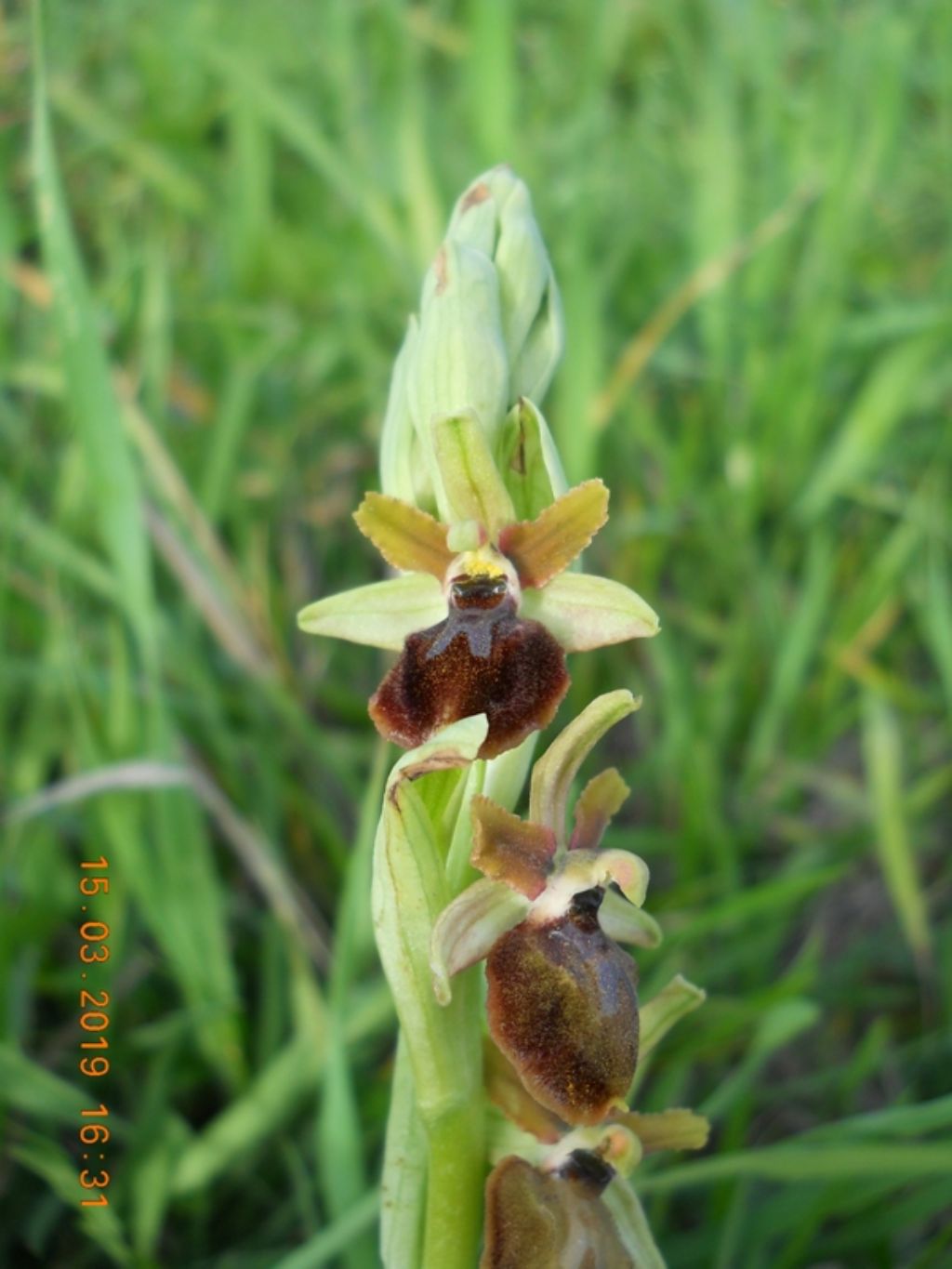 Ophrys maritima